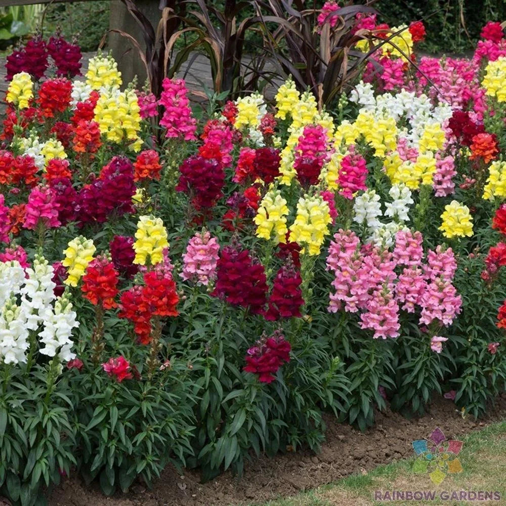 Snapdragon Seeds - 1000+ Sonnet Mix Antirrhinum majus for Garden Planting, Borders & Cut Flowers, Full Sun, USA Free Shipping