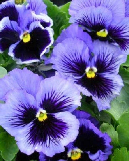 Pansy Seeds 50 Count Frizzle Sizzle Blue Viola tricolor Garden Flower Seeds for Borders & Containers