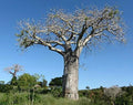 Baobab Tree Seeds - 5 Adansonia Digitata Exotic Seeds for Planting - Drought-Resistant, Full Sun, Rare Tropical Tree