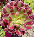 Aeonium Mardi Gras Succulent Cutting 3-4 Inches Variegated Unrooted Plant