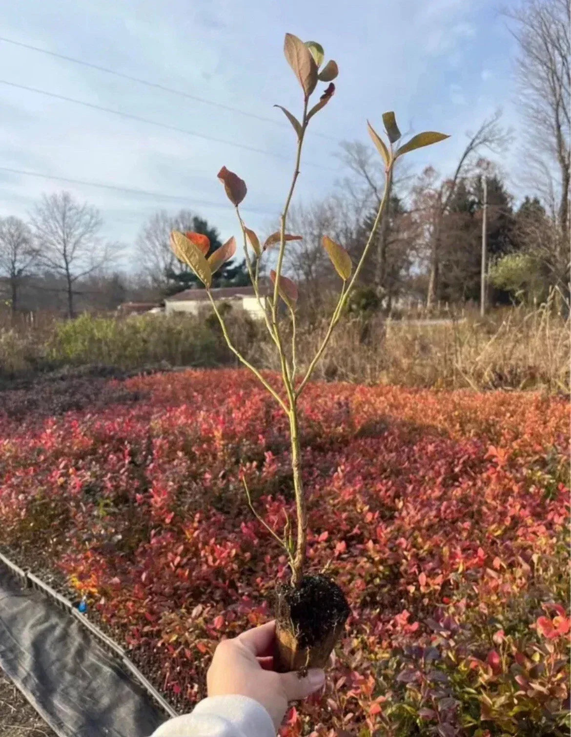 Blueberry Rooted Cuttings Pack of 15 – Vaccinium corymbosum Highbush Blueberry Plants for Garden, Container, or Raised Bed