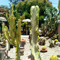 Euphorbia Ammak Variegated African Candelabra Cutting - 16" Succulent Plant