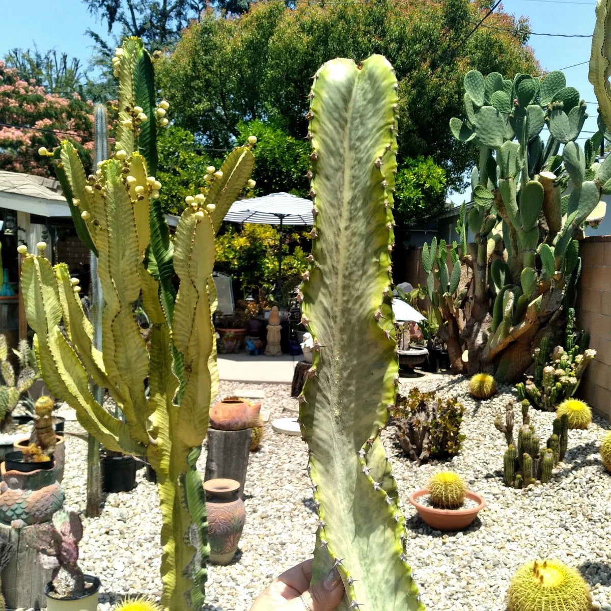 Euphorbia Ammak Variegated African Candelabra Cutting - 16" Succulent Plant
