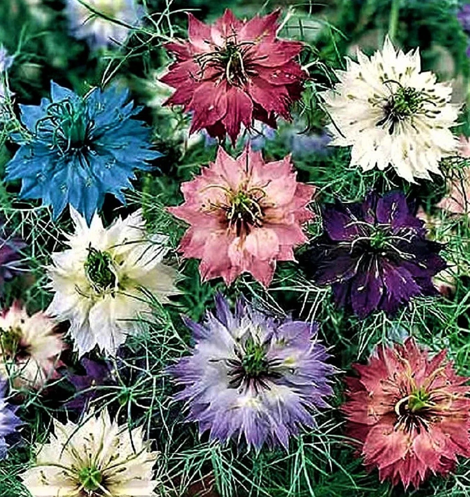 Love in a Mist Seeds 300+ NON-GMO Nigella damascena, Blue & White Flowers, Easy to Grow, Wildflower Garden, Pollinator Attractant