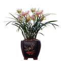 Cymbidium ensifolium Butterfly Orchid Plant Bare Root - Extra Fragrant, Easy Care, Indoor or Garden