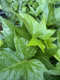 Okinawan Sweet Potato Slips - 5 Unrooted Cuttings - Ipomoea batatas Heirloom Variety for Gardening