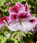 Geranium Cuttings 3 Pink & White Pelargonium Plants for Planting, Fresh Geraniums, Outdoor & Indoor Gardening