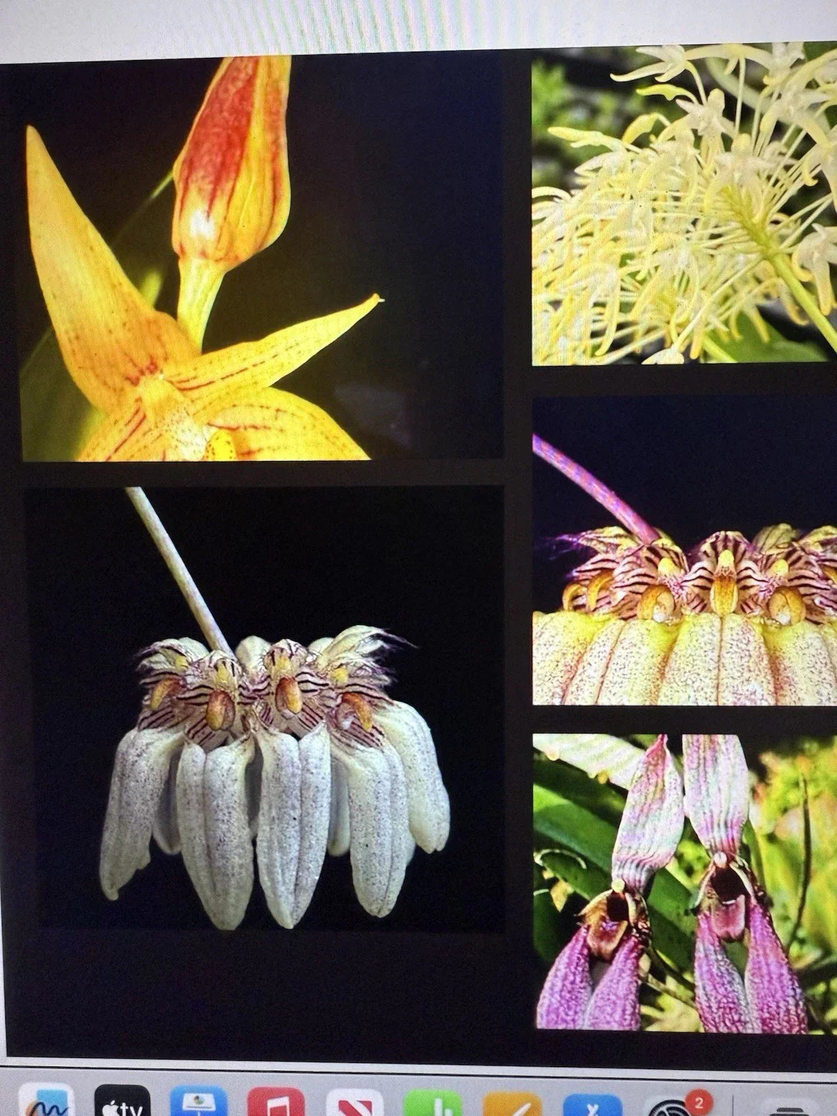Bulbophyllum Orchid Plant Bulbs – 2 Small Rooted Bulbs, Unique Flowering Variety, Epiphytic, Indoor & Outdoor Growing