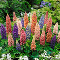 25+ Minarette Dwarf Lupine Seeds - Compact Mix for Gardens, Borders, Containers - Lupinus polyphyllus, Perennial, Full Sun