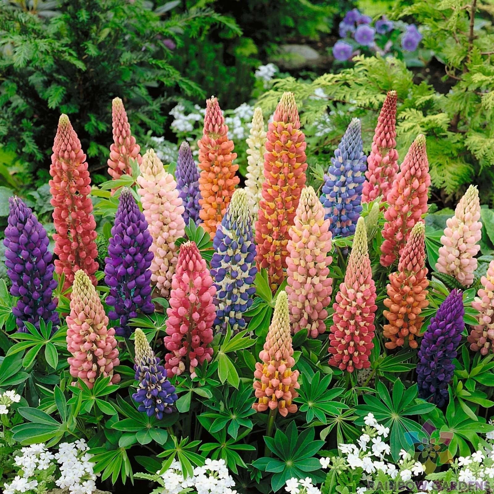 25+ Minarette Dwarf Lupine Seeds - Compact Mix for Gardens, Borders, Containers - Lupinus polyphyllus, Perennial, Full Sun