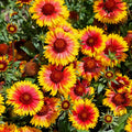 Perennial Blanket Flower Seeds Gaillardia Aristata Wildflower Seeds for Garden, Borders, and Containers