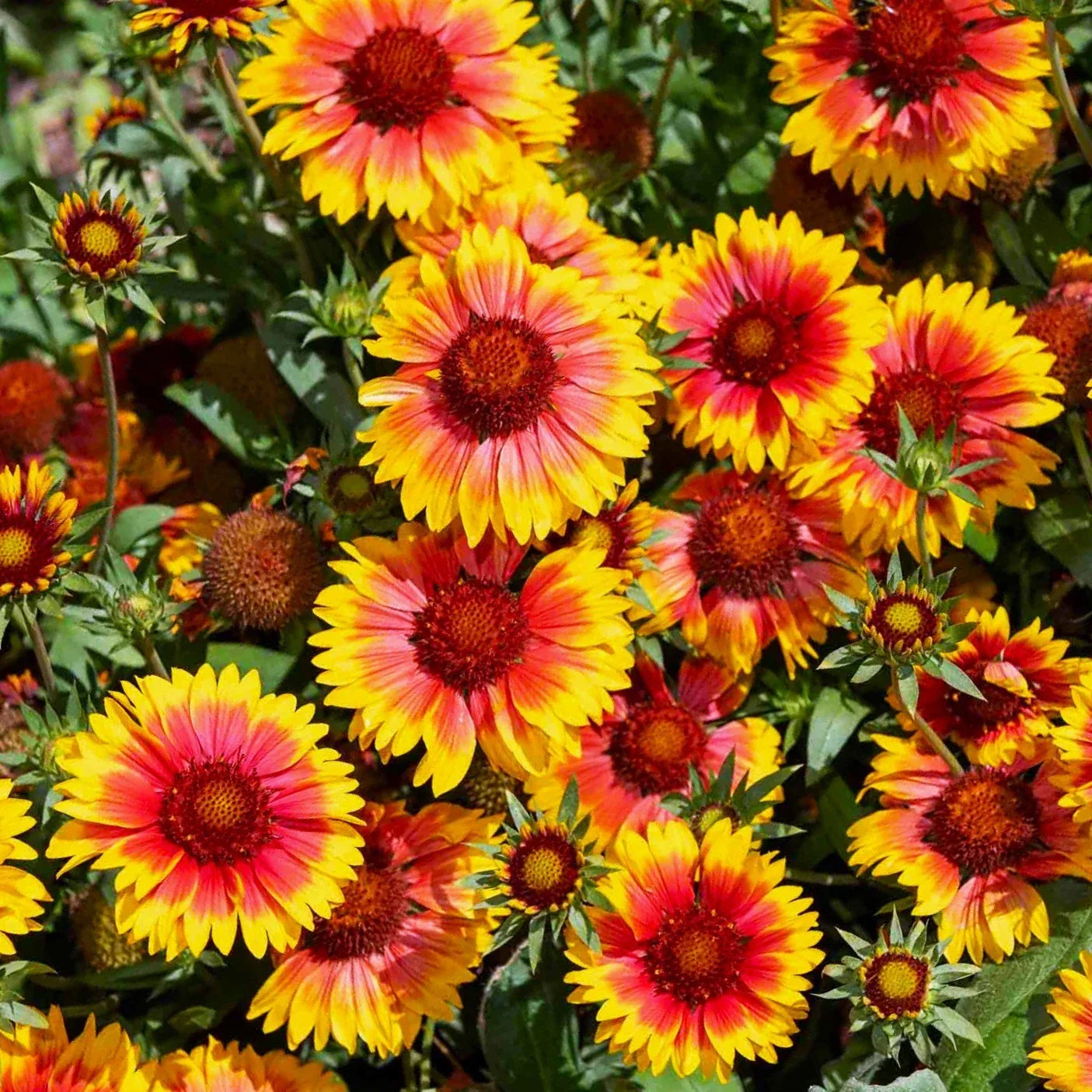 Perennial Blanket Flower Seeds Gaillardia Aristata Wildflower Seeds for Garden, Borders, and Containers