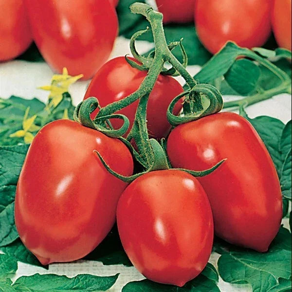 Roma Tomato Seeds - Organic Heirloom Non-GMO Solanum lycopersicum, 30+ Seeds for Canning & Sauces
