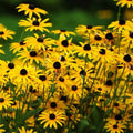Black-Eyed Susan Seeds 2000+ Rudbeckia Hirta Pollinator Attracting Garden Flower