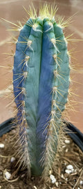 Blue Torch Cactus Live Succulent Plant Pilosocereus pachycladus Indoor Outdoor Decor