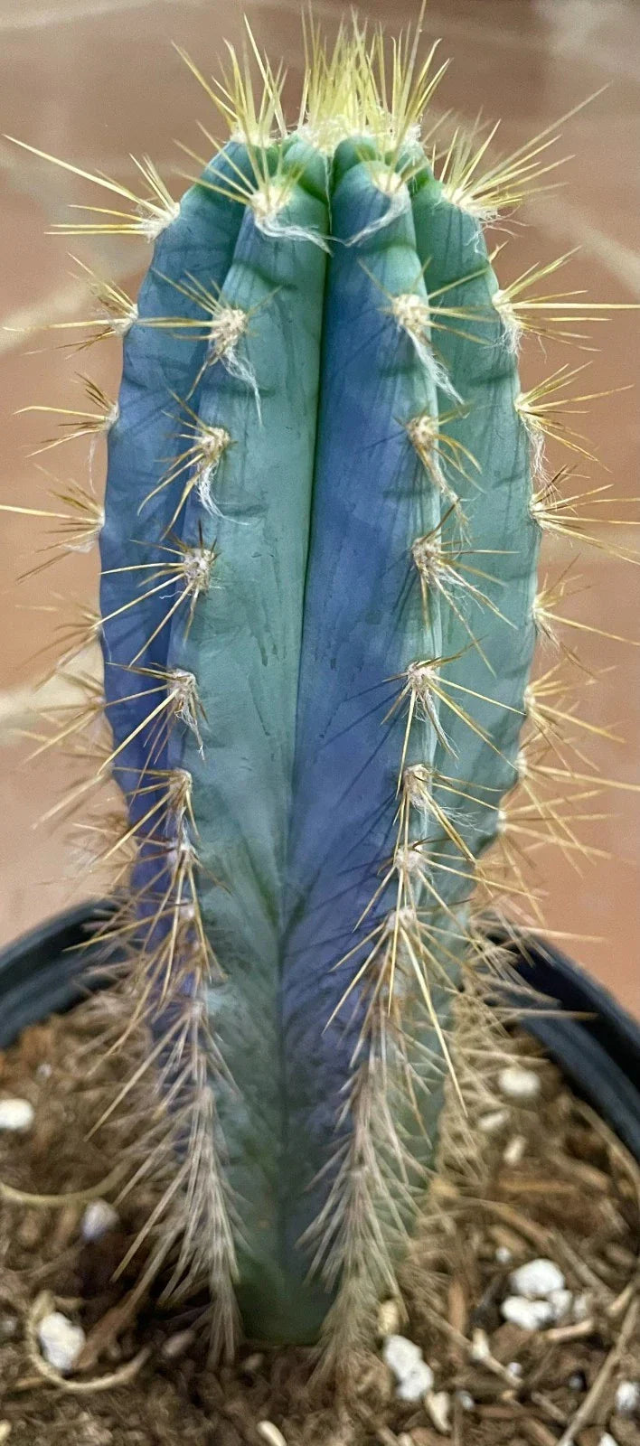 Blue Torch Cactus Live Succulent Plant Pilosocereus pachycladus Indoor Outdoor Decor
