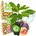 Chicago Hardy Fig Tree - 3-Inch Live Plant in Pot - Ficus carica - Indoor Outdoor Resilient Fruit Tree