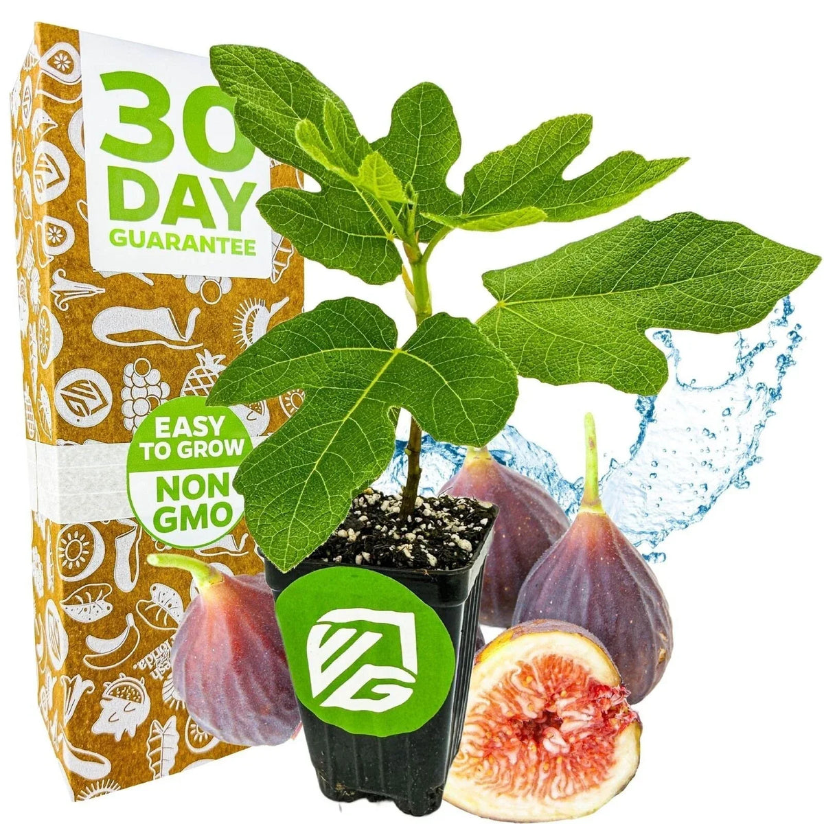 Chicago Hardy Fig Tree - 3-Inch Live Plant in Pot - Ficus carica - Indoor Outdoor Resilient Fruit Tree