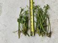 Bare Root Water Dropwort Plants, Oenanthe javanica, Edible Aquatic Herb, 17 Roots for Culinary Use