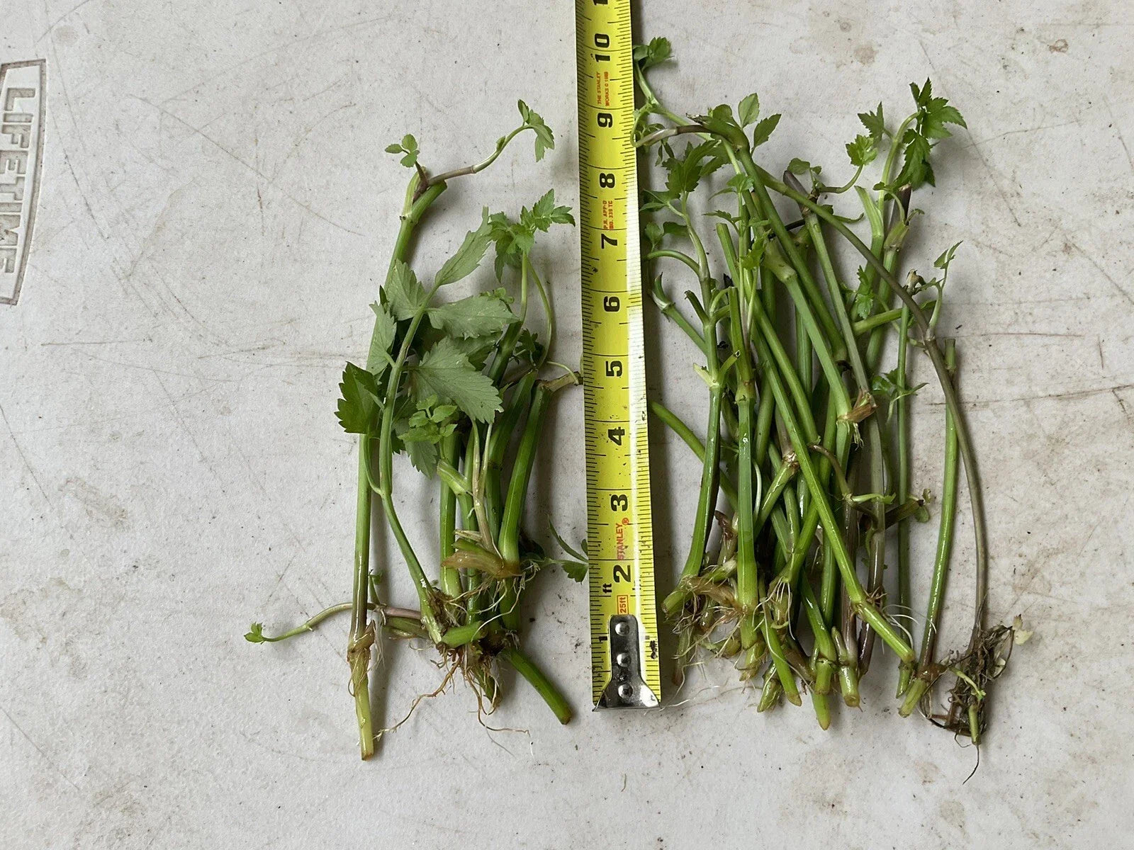 Bare Root Water Dropwort Plants, Oenanthe javanica, Edible Aquatic Herb, 17 Roots for Culinary Use
