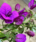 Bougainvillea Plant – 20-Inch Live Climbing Shrub with Vibrant Purple Blooms, Bougainvillea glabra
