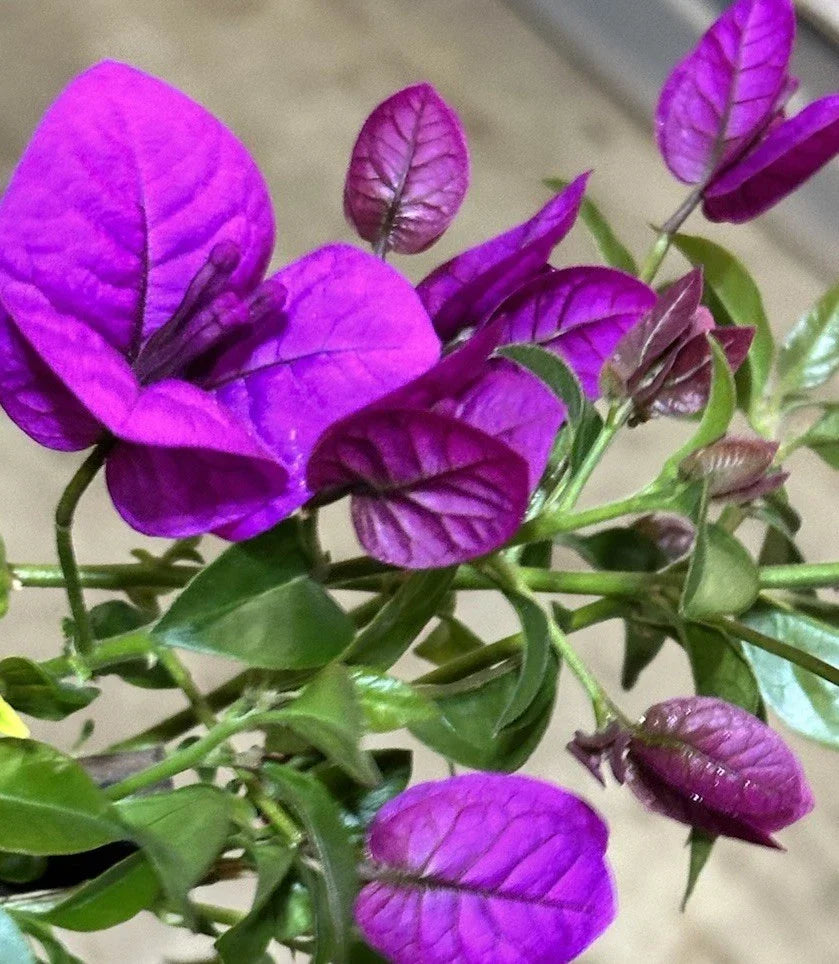 Bougainvillea Plant – 20-Inch Live Climbing Shrub with Vibrant Purple Blooms, Bougainvillea glabra