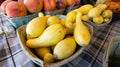 Sunglo Zucchini Seeds - 25+ Pack Heirloom Cucurbita pepo Vegetable Garden Planting