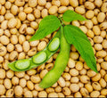 Bulk Soybean Seeds 1 lb for Planting or Eating | Glycine max Cover Crop & Vegetable Seeds