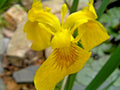 Yellow Flag Water Iris Plants - 3 Shoots Pseudacorus for Ponds and Wetlands, Aquatic Garden, Wetland Plant