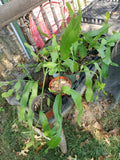 Fresh Long Cuttings of Night Blooming Cereus Epiphyllum oxypetalum for Propagation – 5 Healthy Plant Cuttings