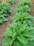 Russian Comfrey Live Root Cuttings - Bocking 14 Cultivar, 10 Rhizomes, Symphytum uplandicum, Perennial Herb for Soil Fertility