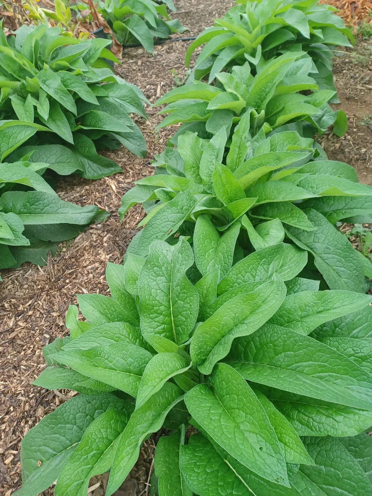 Russian Comfrey Live Root Cuttings - Bocking 14 Cultivar, 10 Rhizomes, Symphytum uplandicum, Perennial Herb for Soil Fertility
