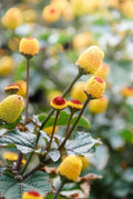 Toothache Plant Seeds - 300 Count - Exotic Herbal Spilanthes acmella for Garden or Container Cultivation