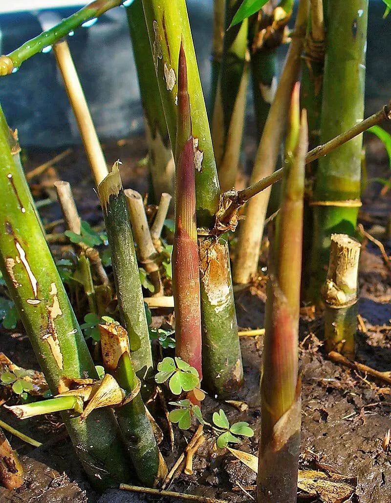 Spiny Bamboo Seeds 20+ Bambusa Arundinacea Clumping Plant for Garden, Landscaping, Privacy Screen