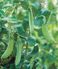 Early Alaska Pea Seeds – Heirloom Non-GMO Garden Peas, Pisum sativum, 500+ Seeds, Cool-Season Climbing Vines