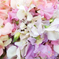 Heirloom Sweet Pea Seeds - Pastel Mix, Climbing Vine, Lathyrus odoratus, 50+ Seeds for Garden, Fragrant Blooms, USA Free Shipping