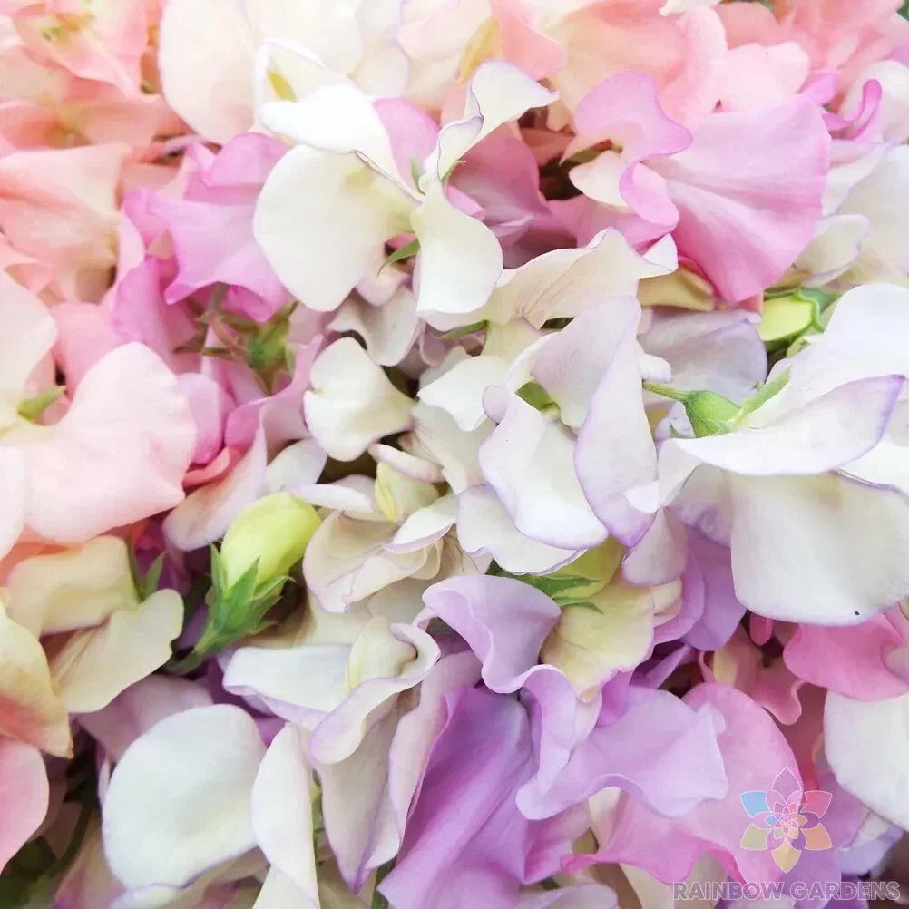 Heirloom Sweet Pea Seeds - Pastel Mix, Climbing Vine, Lathyrus odoratus, 50+ Seeds for Garden, Fragrant Blooms, USA Free Shipping