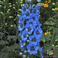 Moonlight Blues Delphinium Seeds - 200+ Pack for Garden, Vibrant Blue Flowers, Delphinium elatum, Attracts Pollinators, Easy to Grow