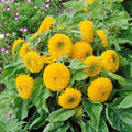 Double Dwarf Sunflower Seeds - Dwarf Teddy Bear, Sungold, Helianthus annuus, Compact, Bright Yellow, 50+ Seeds