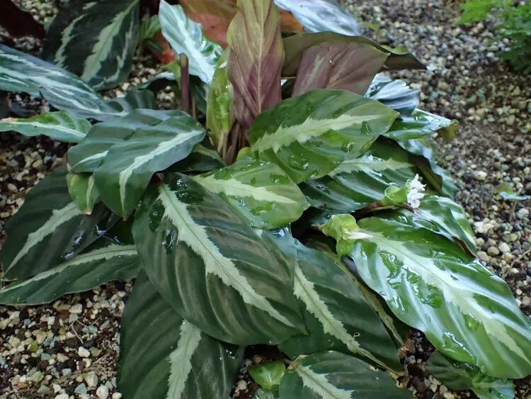 Calathea undulata Seeds – 25+ Undulata Variety for Garden Planting, Tropical Foliage, Indoor & Outdoor Gardening