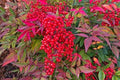 Heavenly Bamboo Seeds - Nandina domestica for Hedge Privacy, 20 Seeds, Made in USA