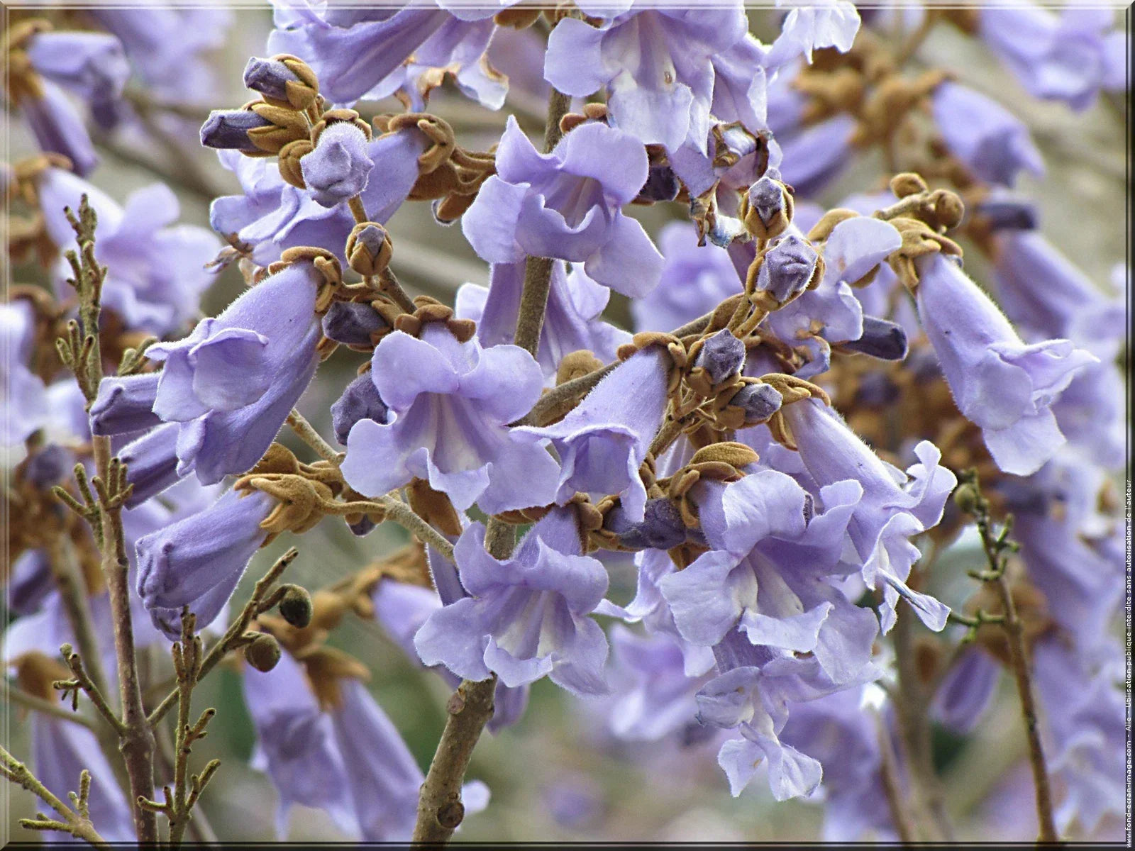 Royal Empress Tree Seeds - Fast Growing Paulownia tomentosa Garden Seeds, Purple Flowers, Reforestation, Urban Landscaping, 10 Pack