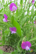 50+ Lathyrus odoratus Sweet Pea Seeds, Annual Climbing Flower, Mixed Colors, Non-GMO, Garden, Container Planting