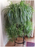 Spider Plant Live Herbs - 3 Healthy Chlorophytum comosum Plants
