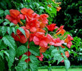 Live Orange Hummingbird Trumpet Creeper Vine Starter - Campsis radicans
