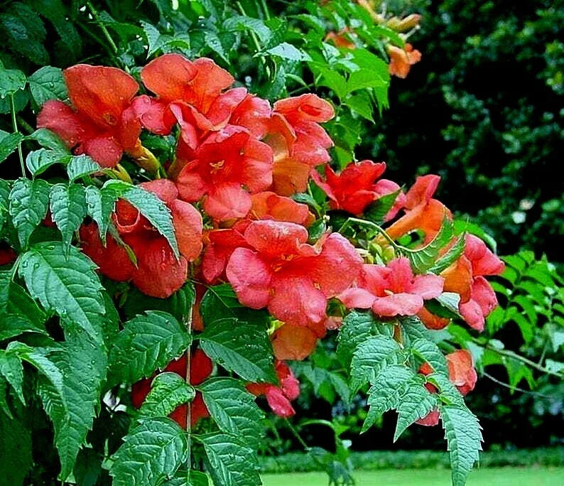 Live Orange Hummingbird Trumpet Creeper Vine Starter - Campsis radicans