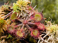 3X Live Drosera Rotundifolia - Round Leaved Sundew - Bare Root Carnivorous Plant Set for Terrariums & Gardens