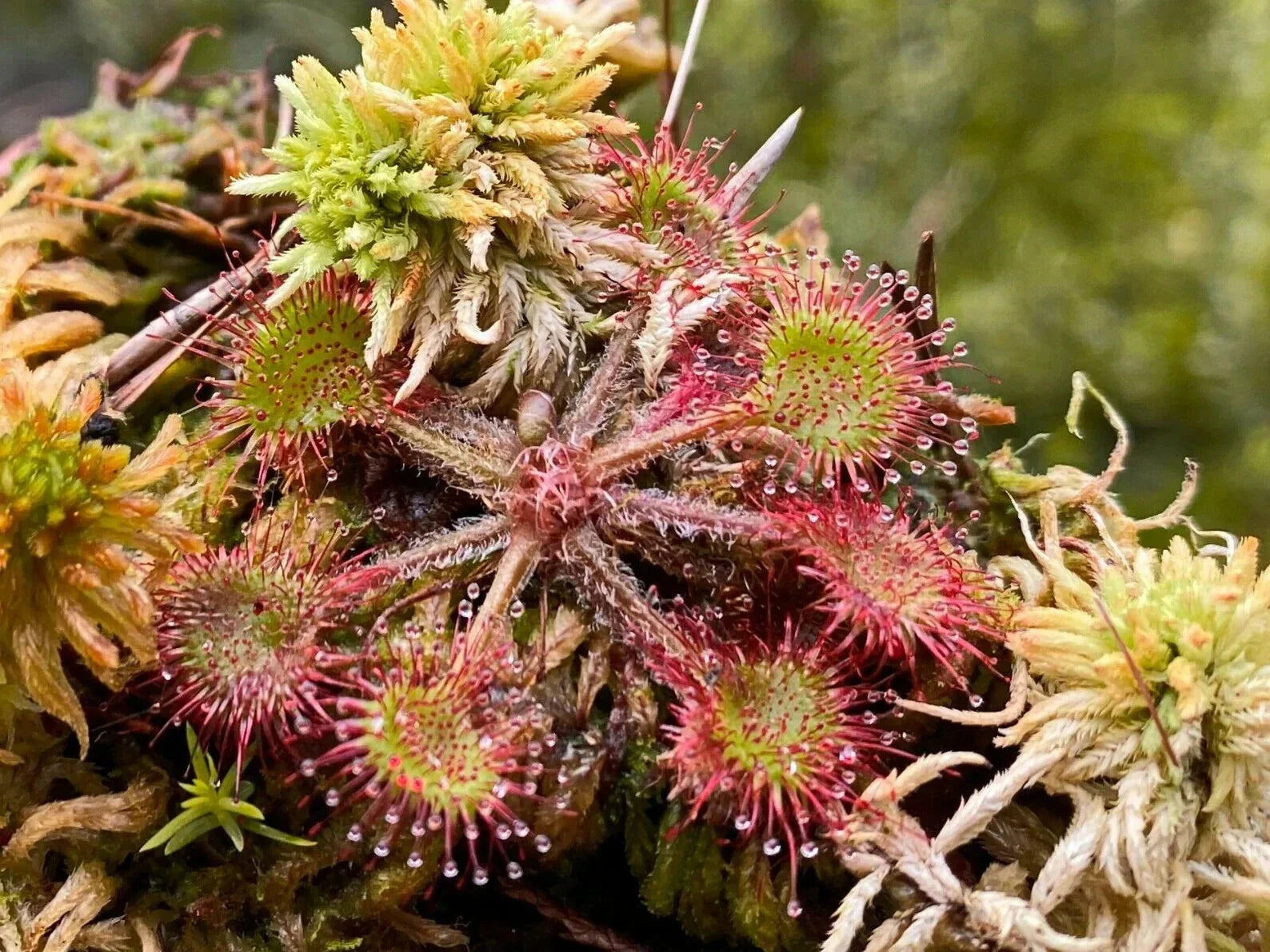 3X Live Drosera Rotundifolia - Round Leaved Sundew - Bare Root Carnivorous Plant Set for Terrariums & Gardens