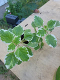 Variegated Cuban Oregano Plant 5 Inches - Mexican Mint, Spanish Thyme, Plectranthus amboinicus, Herb, Ornamental