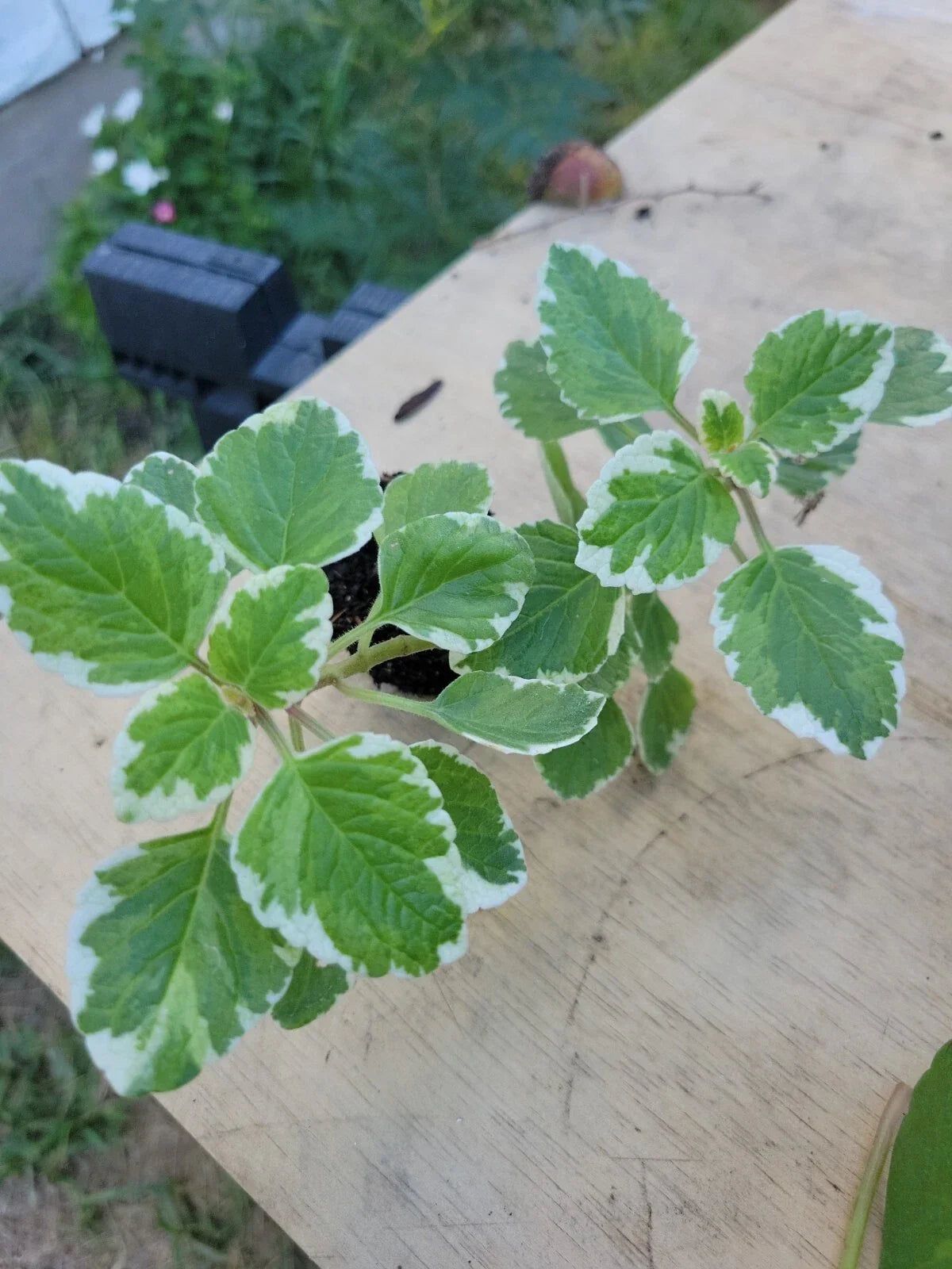 Variegated Cuban Oregano Plant 5 Inches - Mexican Mint, Spanish Thyme, Plectranthus amboinicus, Herb, Ornamental